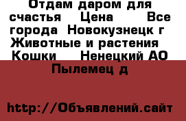 Отдам даром для счастья. › Цена ­ 1 - Все города, Новокузнецк г. Животные и растения » Кошки   . Ненецкий АО,Пылемец д.